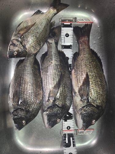クロダイの釣果