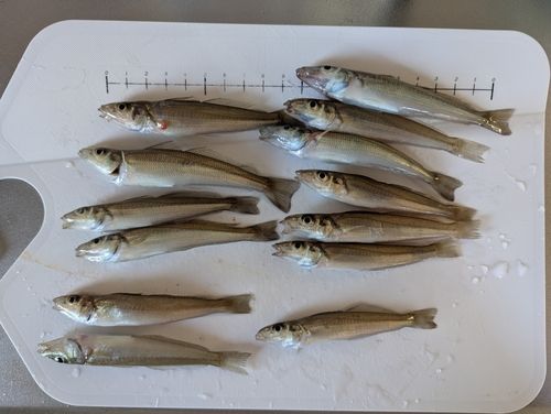 キスの釣果