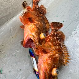 ウッカリカサゴ