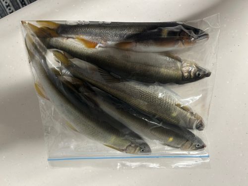アユの釣果