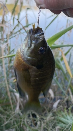 ブルーギルの釣果