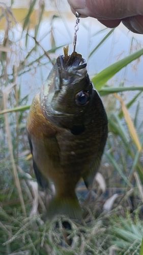 ブルーギルの釣果