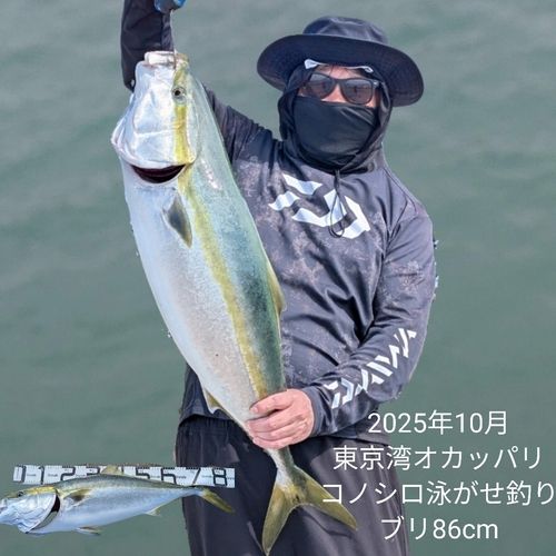 ブリの釣果