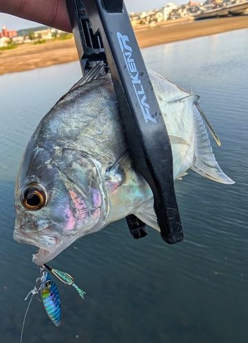 メッキの釣果