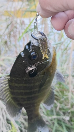 ブルーギルの釣果