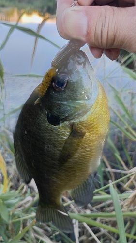 ブルーギルの釣果