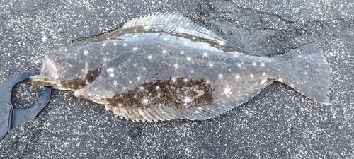 ヒラメの釣果