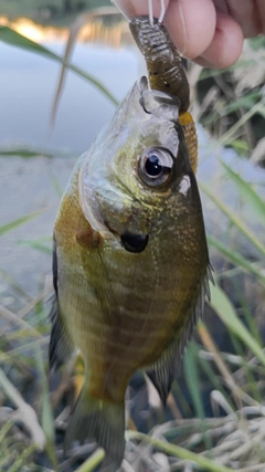 ブルーギルの釣果