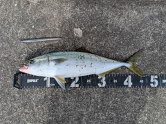 イナダの釣果