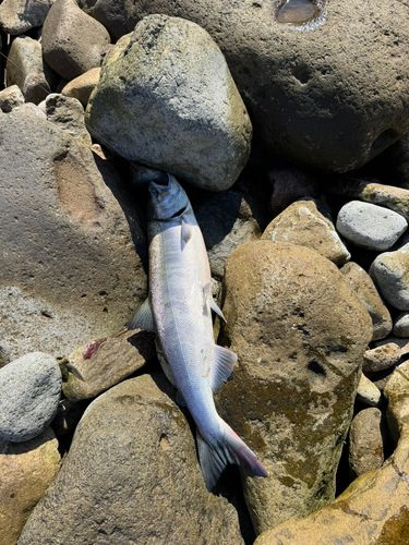 サケの釣果