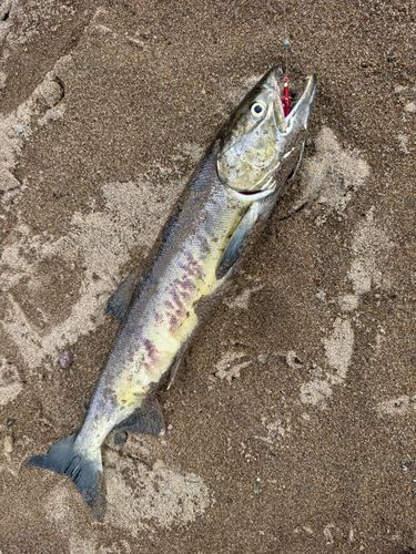 サケの釣果