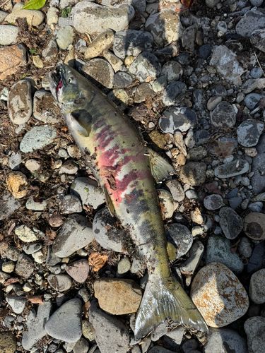 サケの釣果