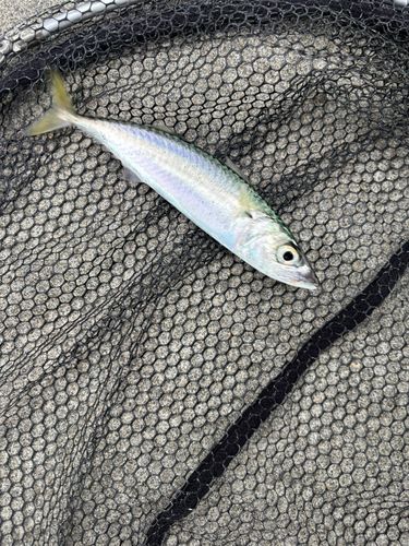 サバの釣果
