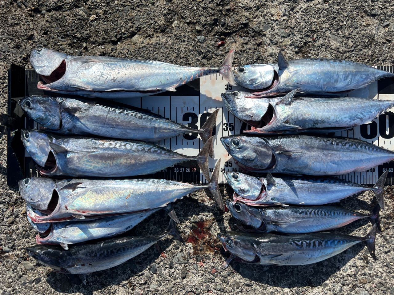 20 ブルズアイ遠投　5-520p シマノ ブルズアイ 遠投 5-520P [20年モデル] - 釣具のポイント 【公式