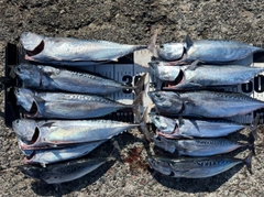 ソウダガツオの釣果