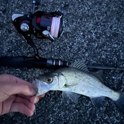 セイゴ（マルスズキ）