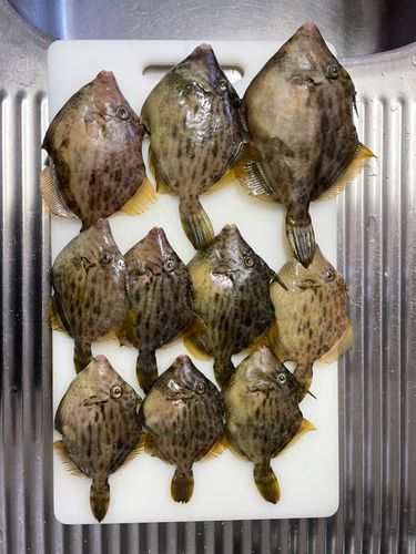カワハギの釣果