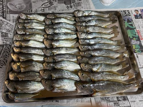 イシモチの釣果