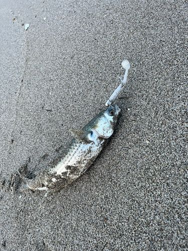 ボラの釣果