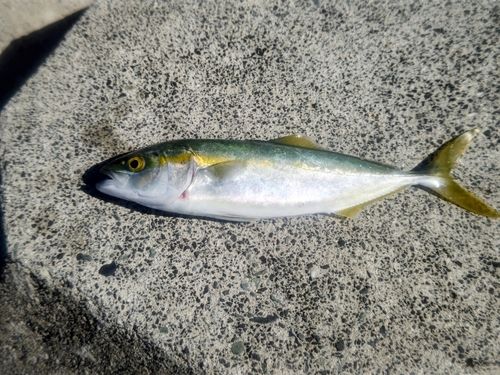 若狭湾