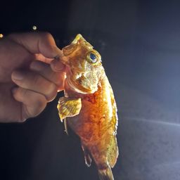 カサゴ