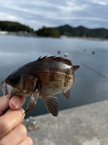 大船渡湾