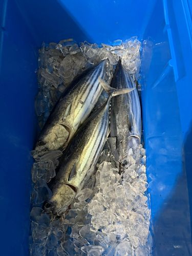 那珂湊港