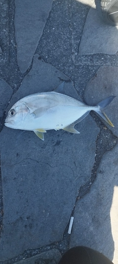 メッキの釣果