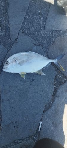 メッキの釣果