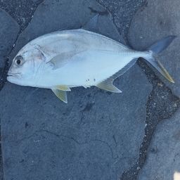 メッキ