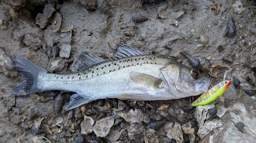 セイゴ（タイリクスズキ）の釣果