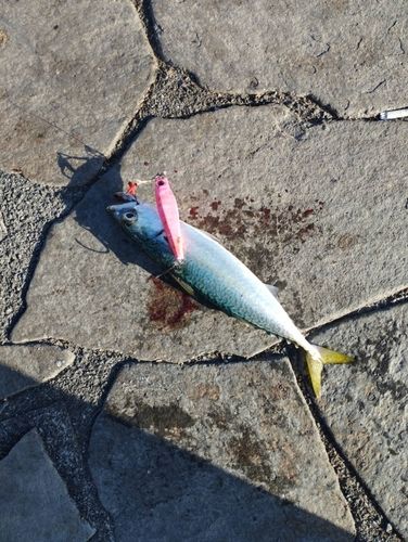 サバの釣果