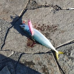 サバ