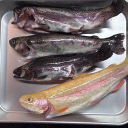 レインボートラウト