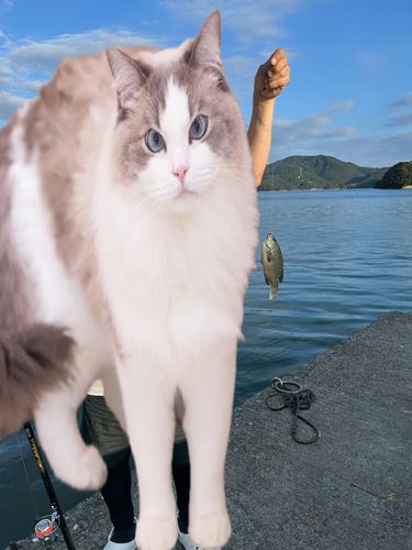 グレの釣果
