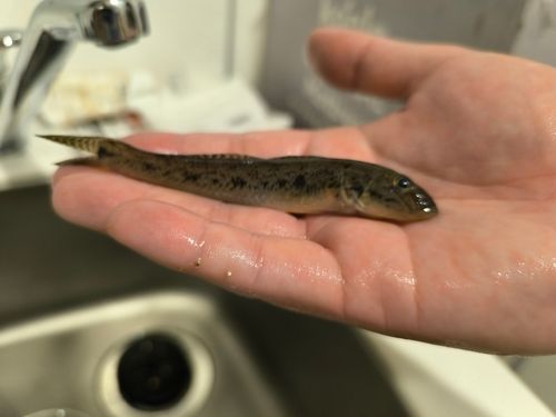 ハゼの釣果