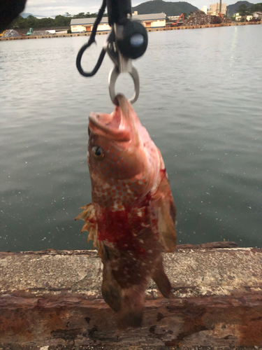 アカハタの釣果