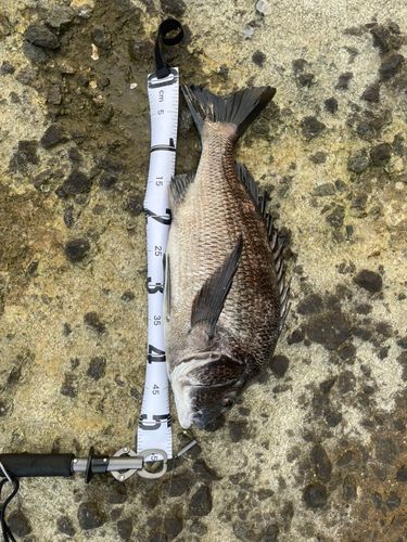 チヌの釣果