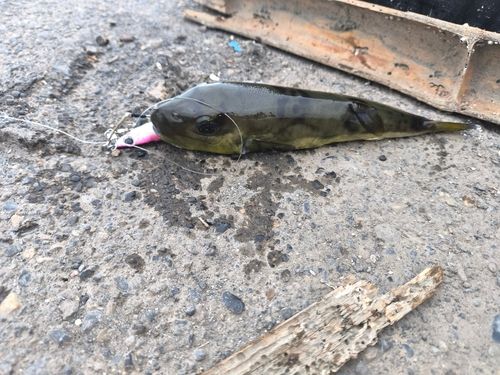 サッパの釣果