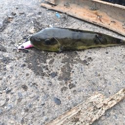 サッパ