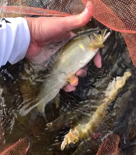 アユの釣果
