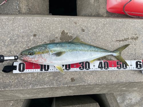 イナダの釣果