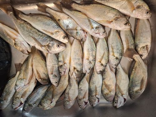 イシモチの釣果