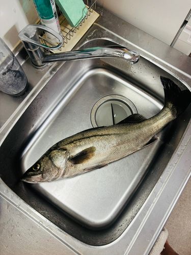 野比海岸