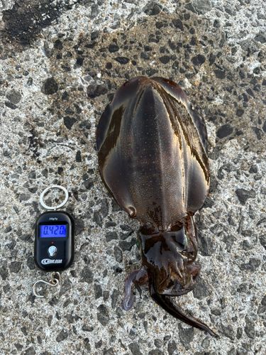 アオリイカの釣果