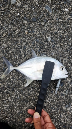 メッキの釣果