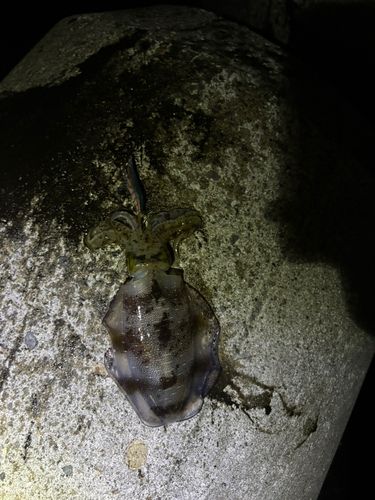 鼠ヶ関港