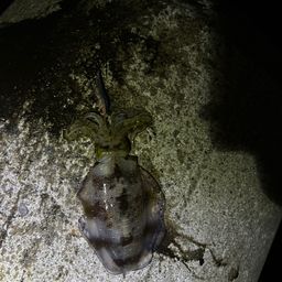 アオリイカ