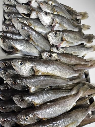イシモチの釣果