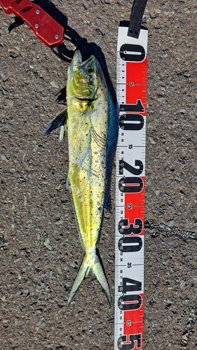 シイラの釣果